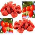 2015 Новый урожай Goji Berry Wolfberry, Ningxia Goji Berry Fruit